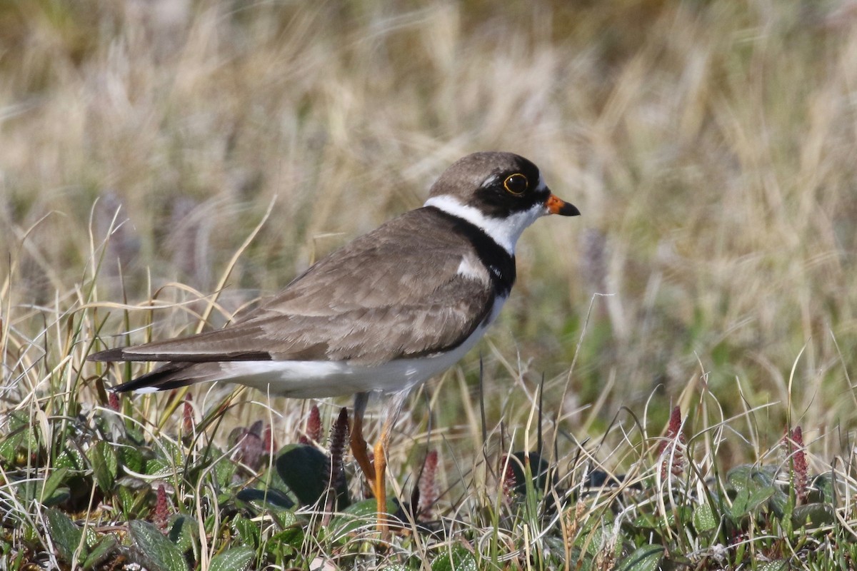 Semipalmated Plover - ML591888961