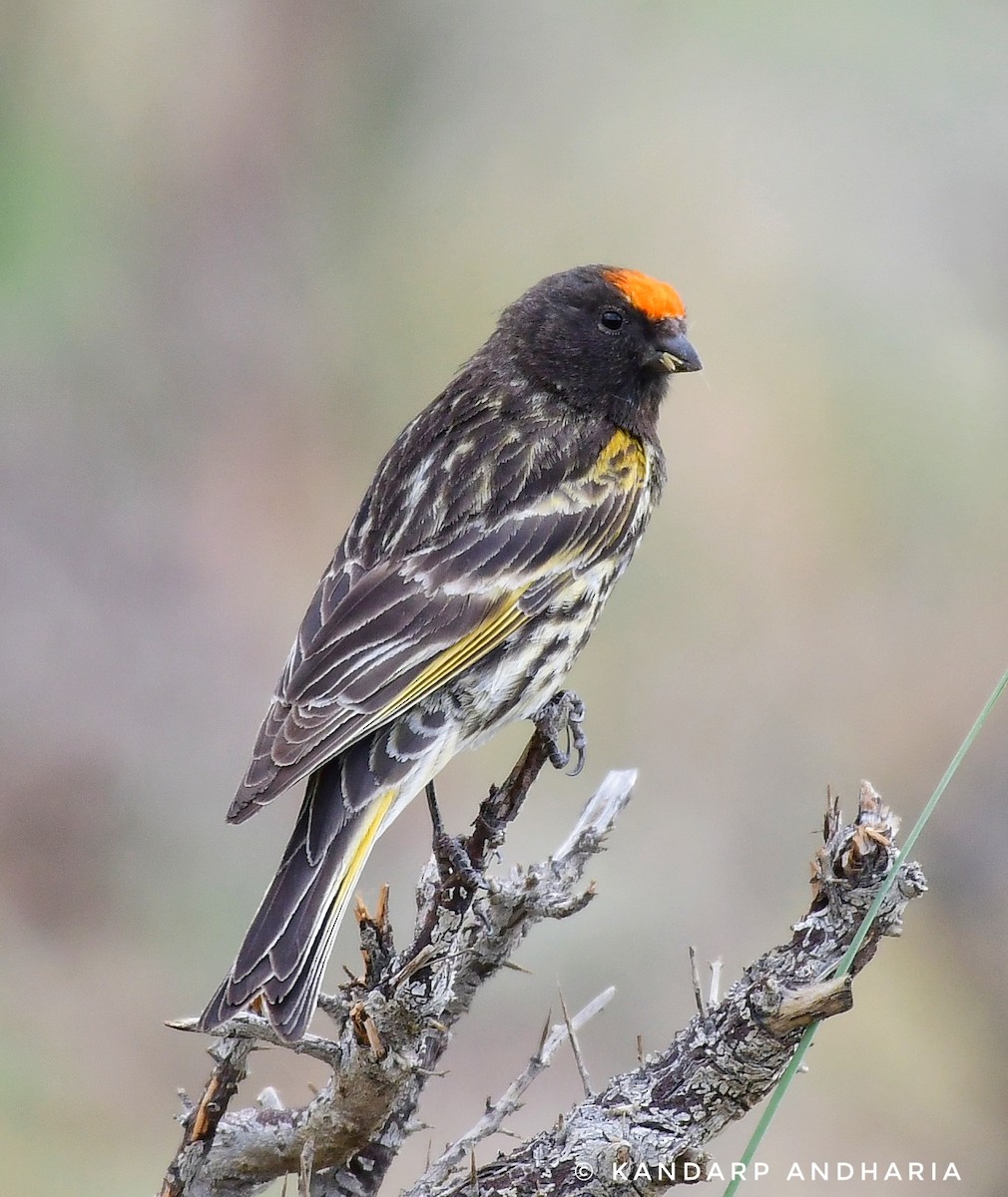 Fire-fronted Serin - ML591890741