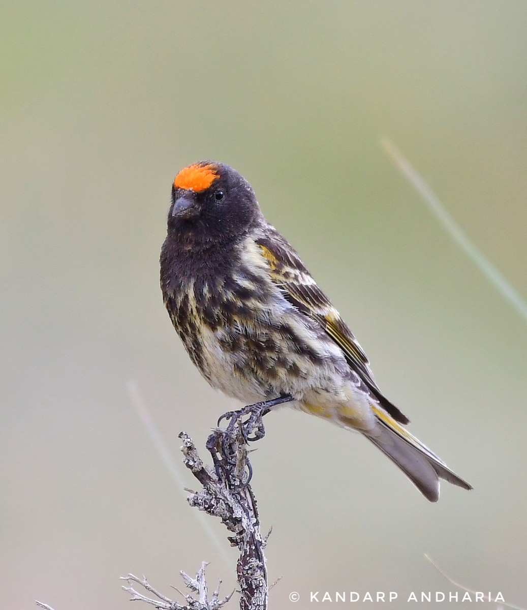 Fire-fronted Serin - ML591890751