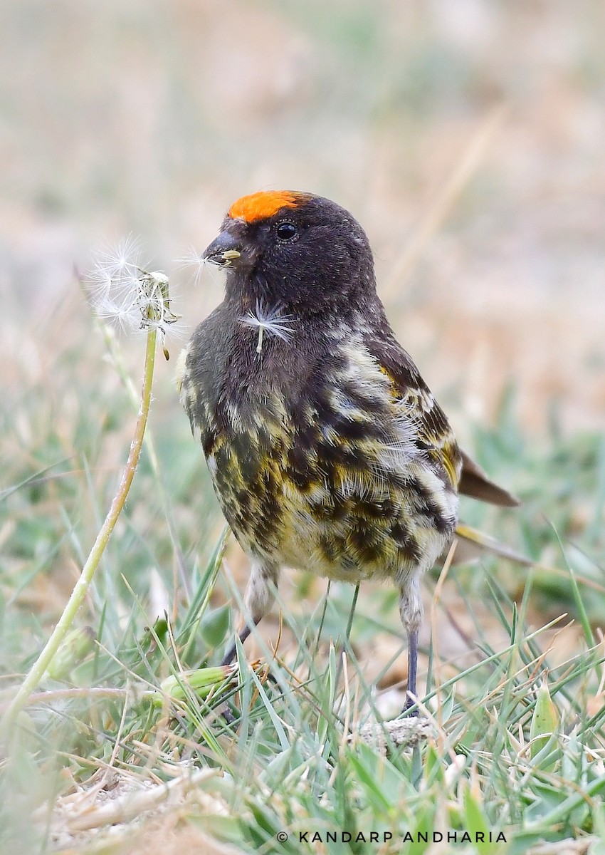 Fire-fronted Serin - ML591890761