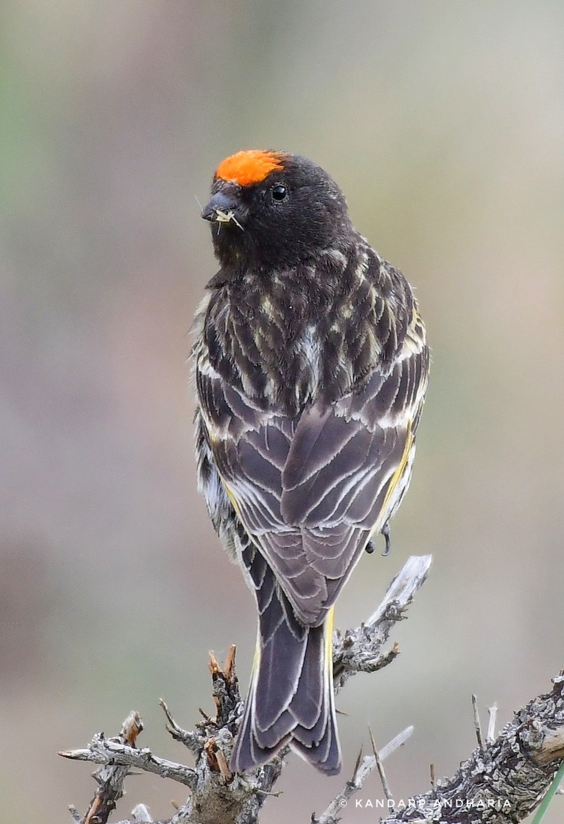 Fire-fronted Serin - ML591890771