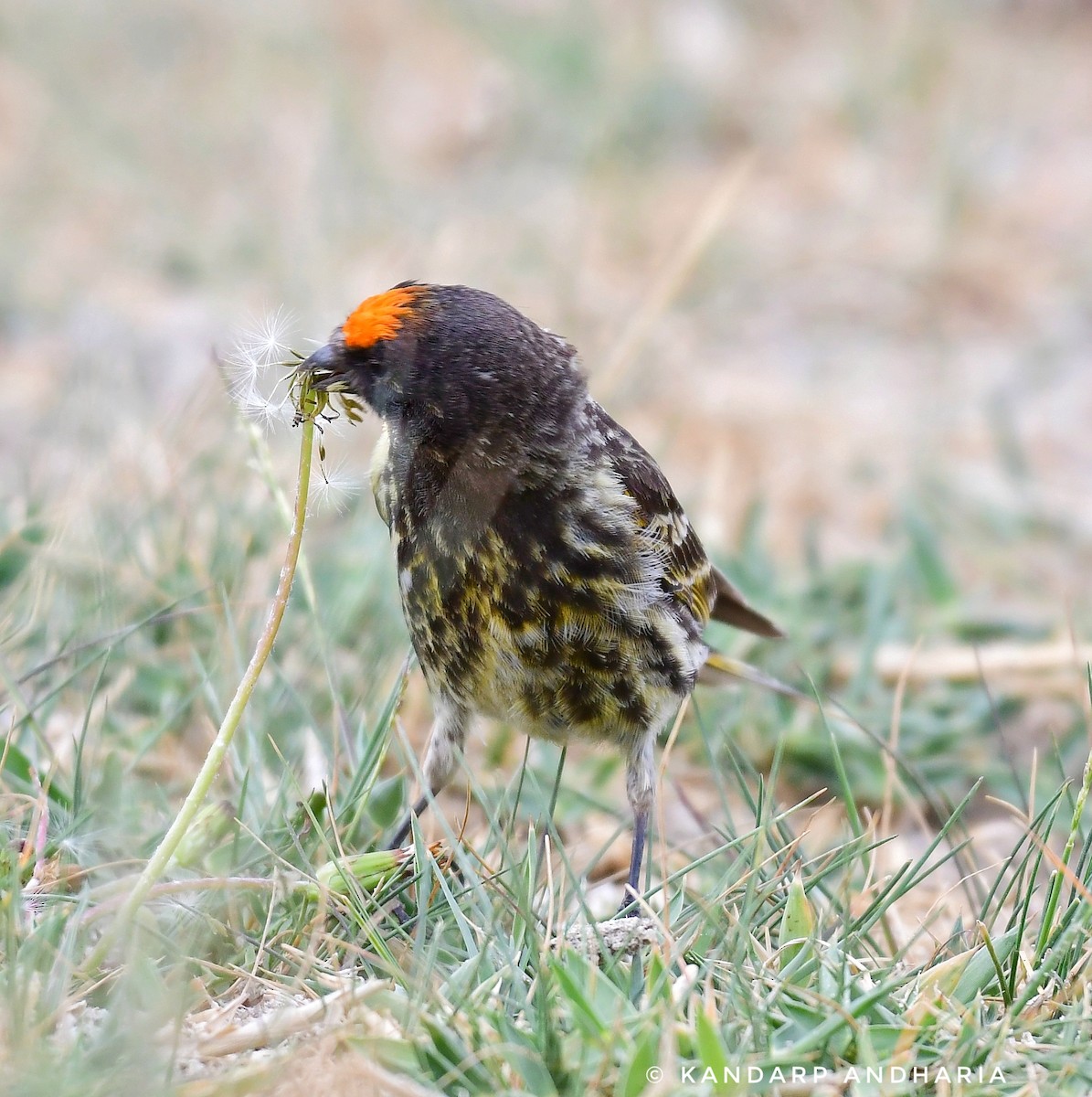Fire-fronted Serin - ML591890791
