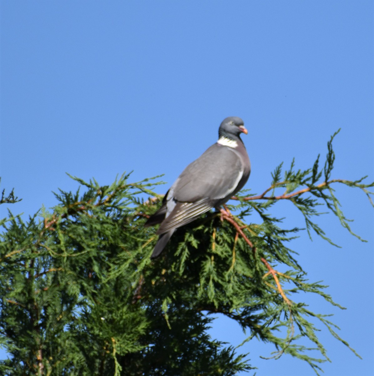 Common Wood-Pigeon - ML591890971