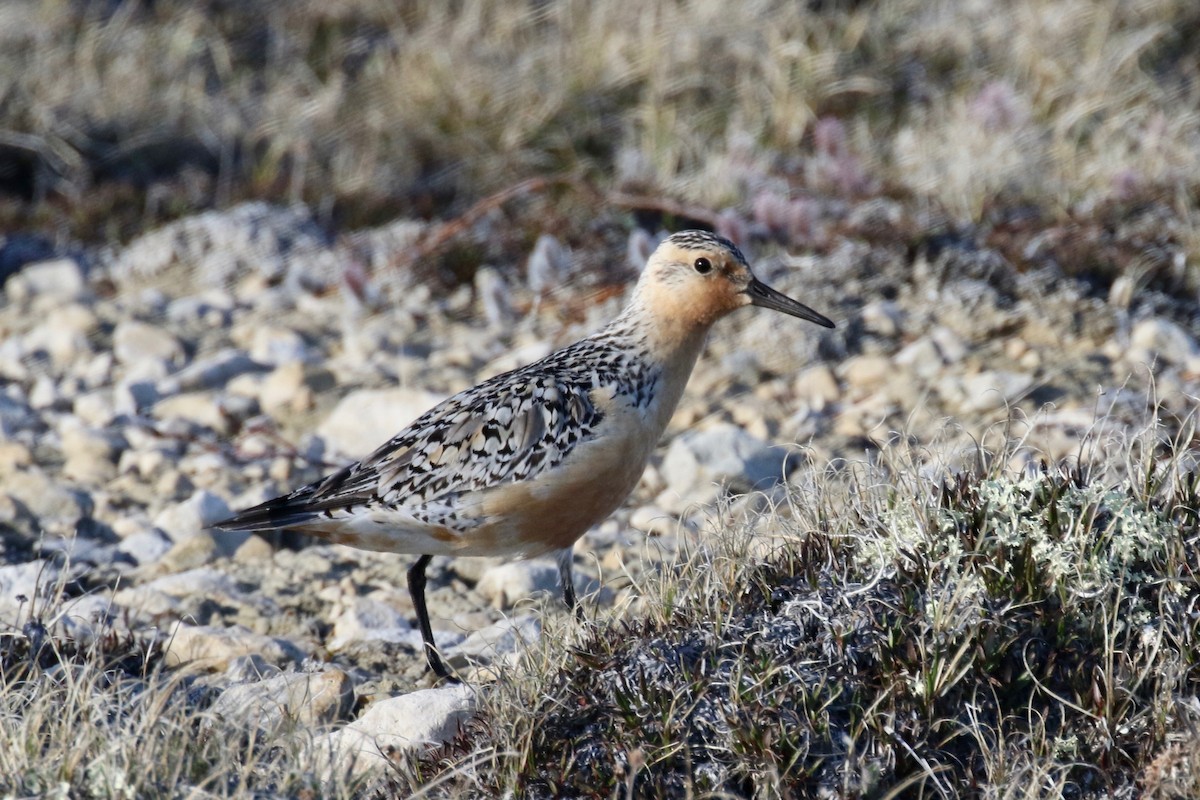 Red Knot - ML591892601