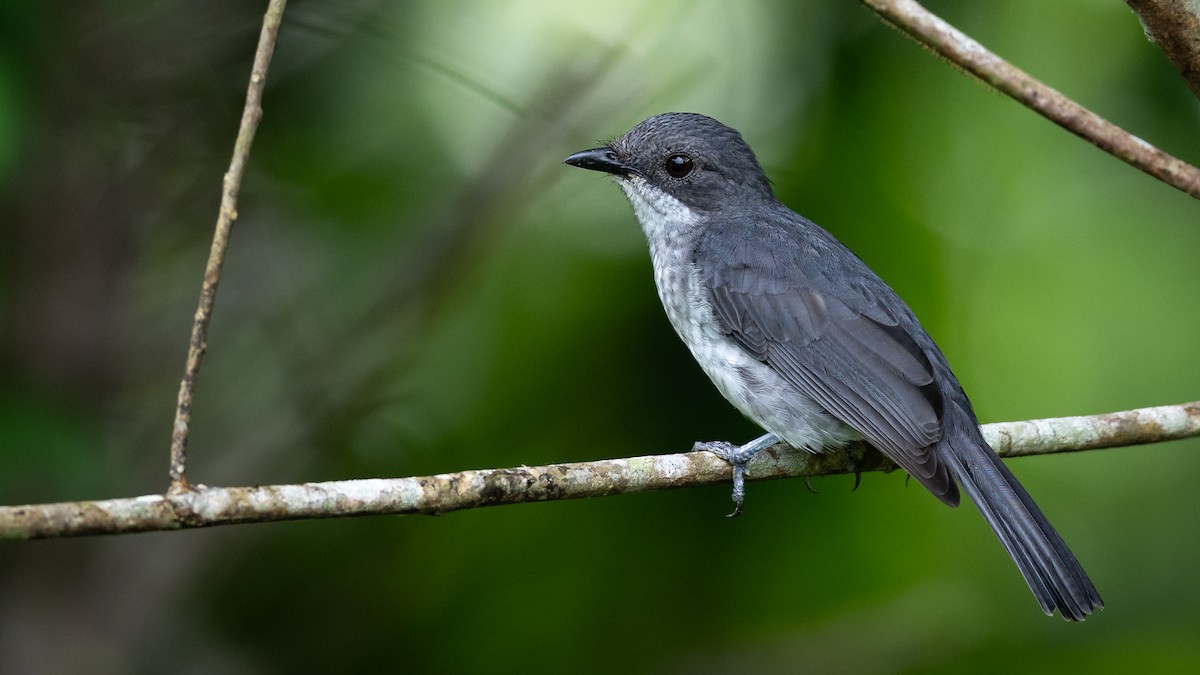 African Forest-Flycatcher - Mathurin Malby