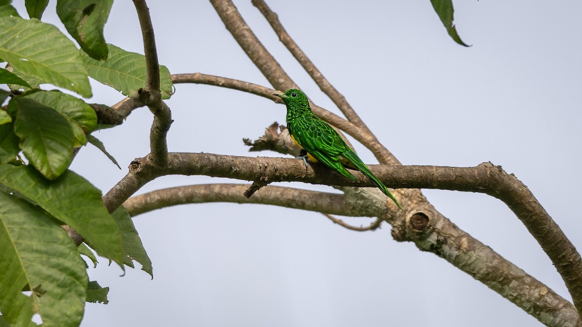 African Emerald Cuckoo - Mathurin Malby