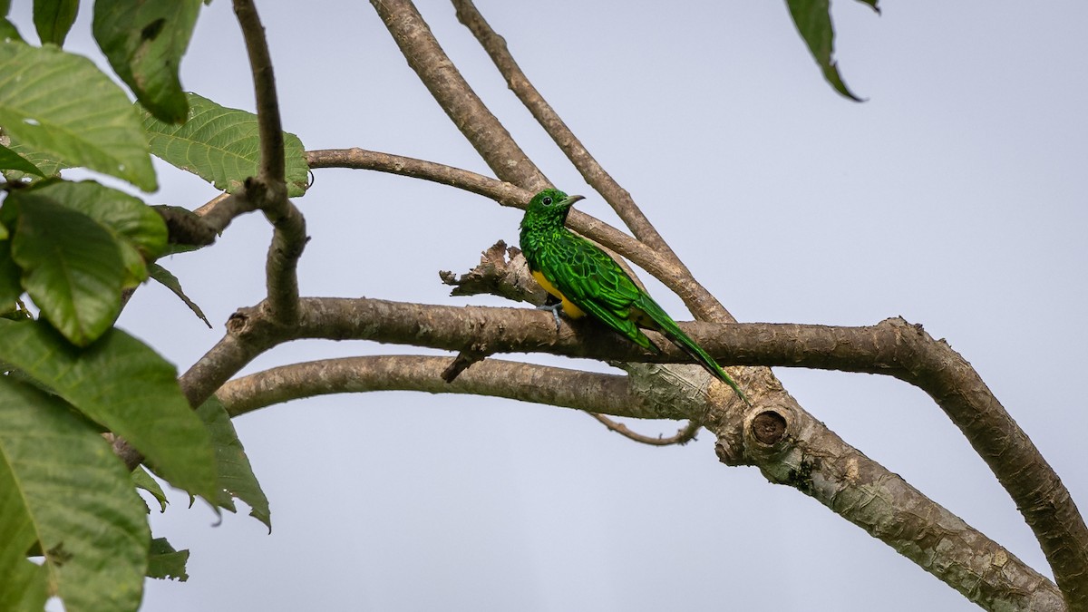 African Emerald Cuckoo - ML591896541