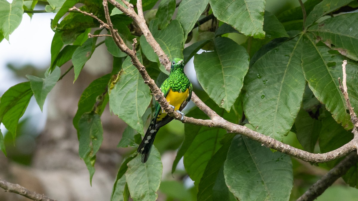 African Emerald Cuckoo - ML591896551