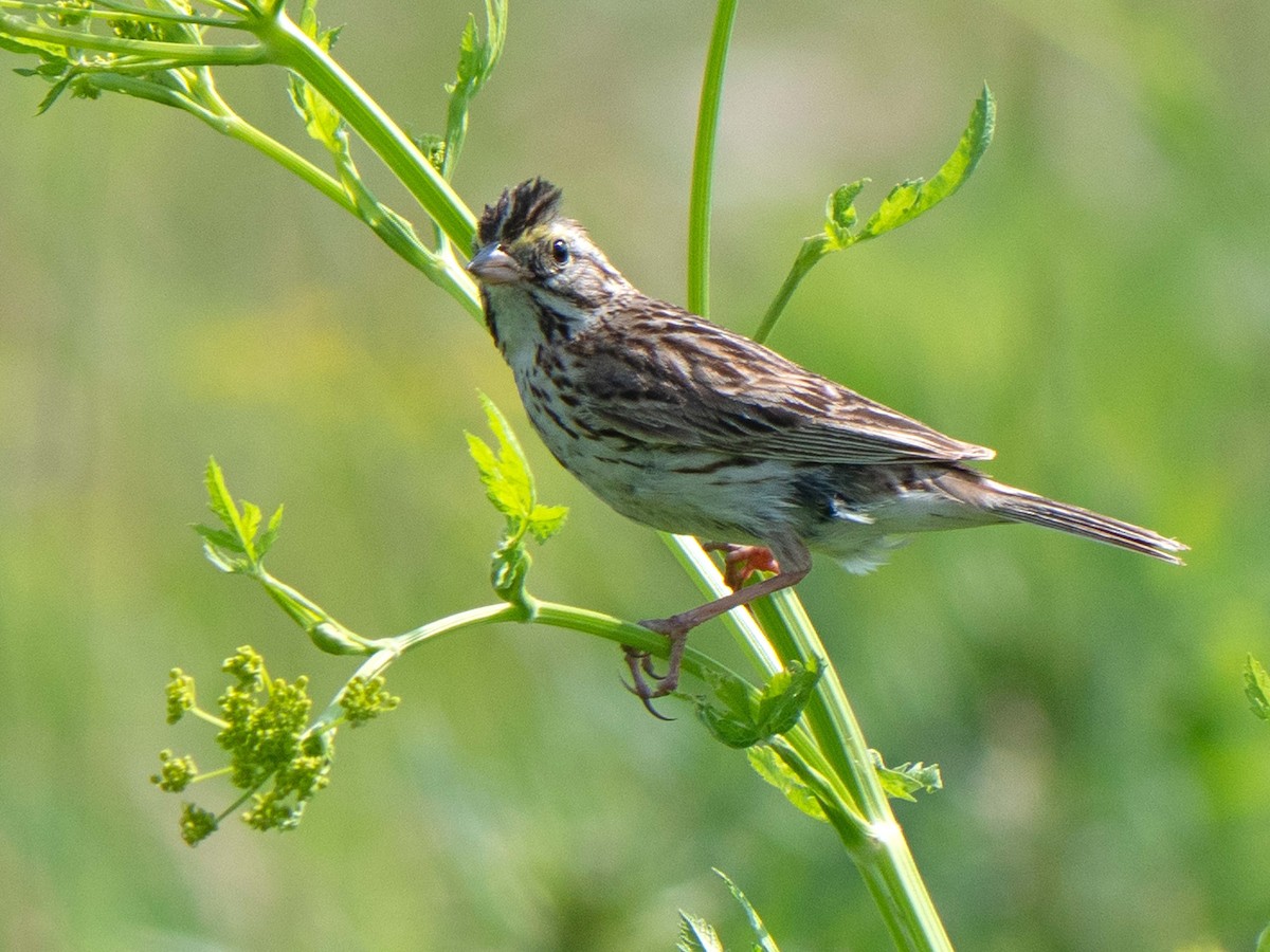 Savannah Sparrow - ML591898601