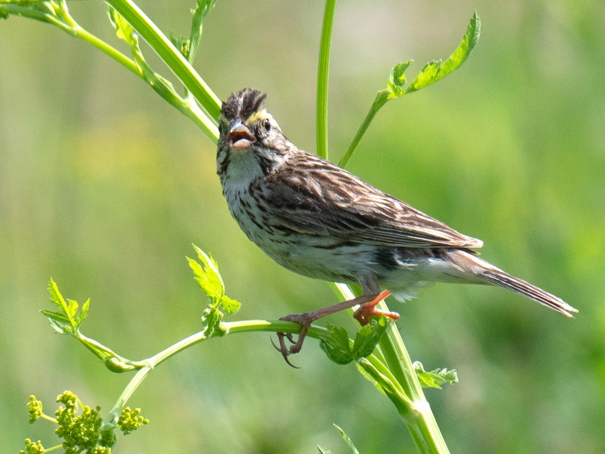 Savannah Sparrow - ML591898611