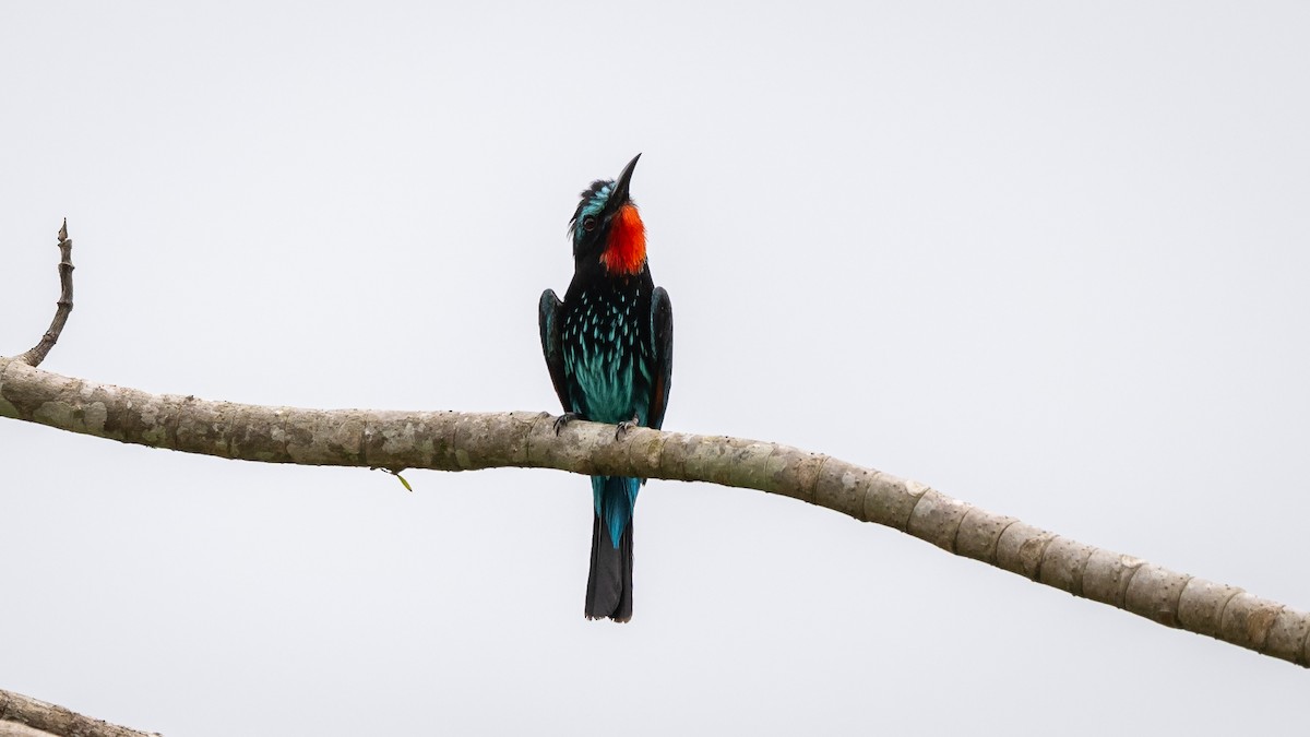 Black Bee-eater - ML591899361