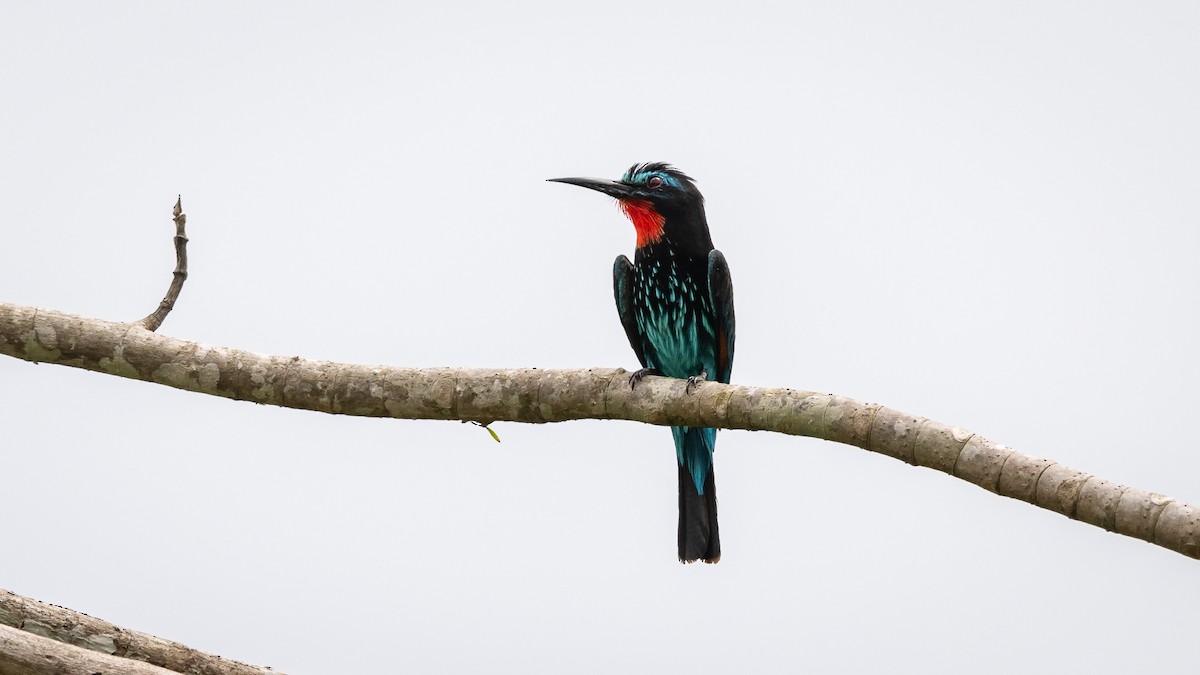 Black Bee-eater - ML591899371
