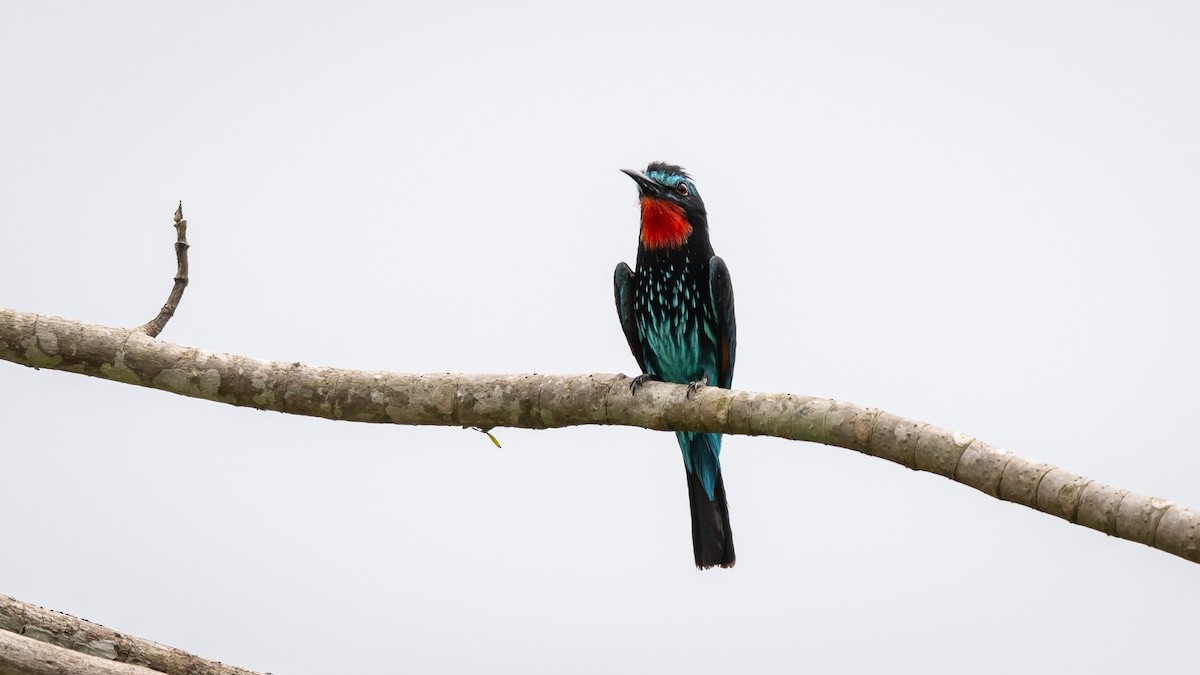 Black Bee-eater - Mathurin Malby