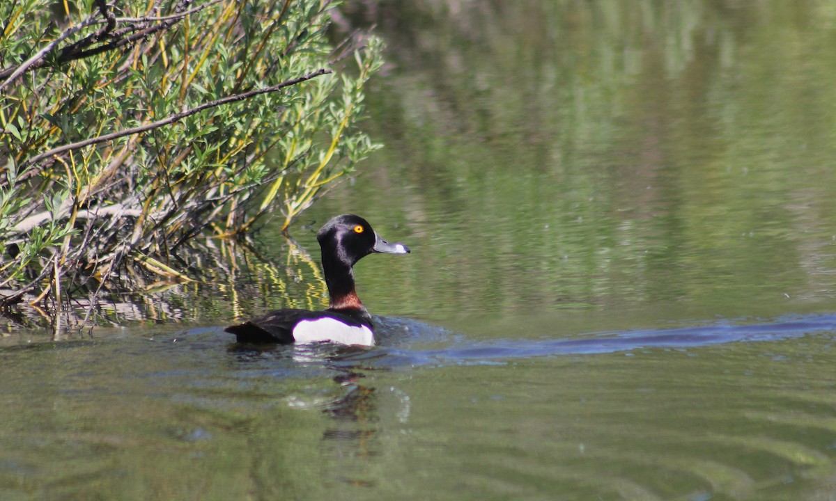 Ring-necked Duck - ML591899751
