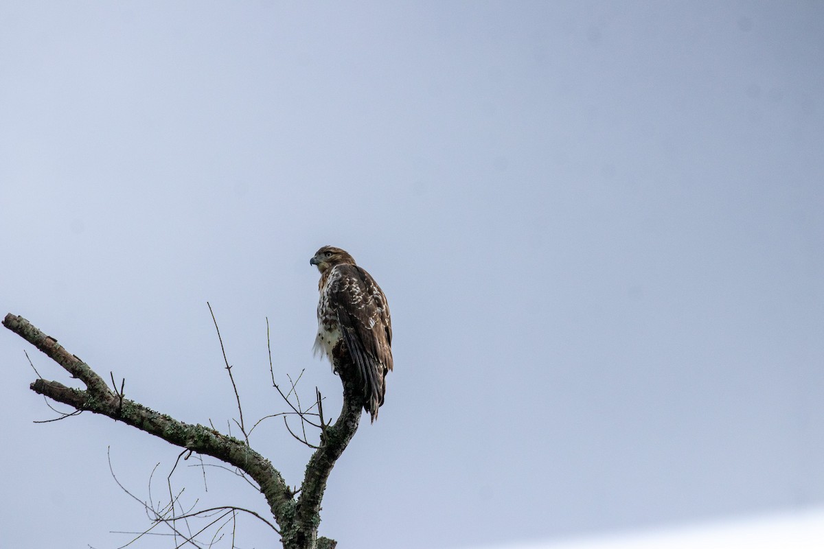 Red-tailed Hawk - ML591900221