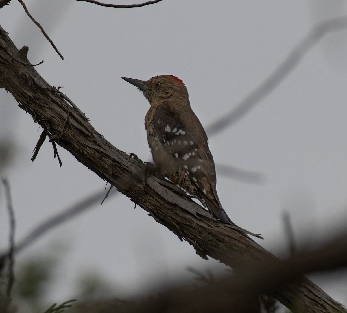 Arabian Woodpecker - ML591901131
