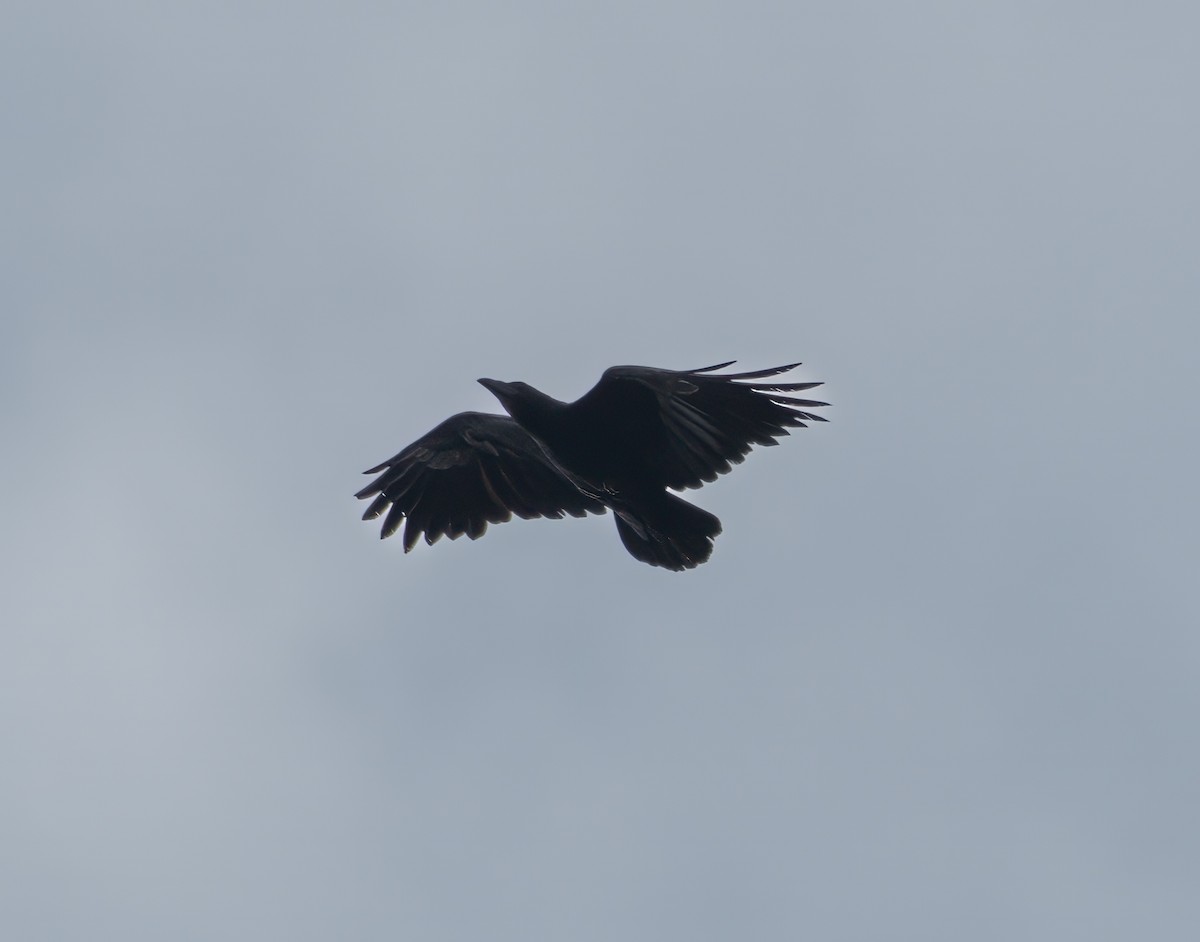 Fan-tailed Raven - ML591901211