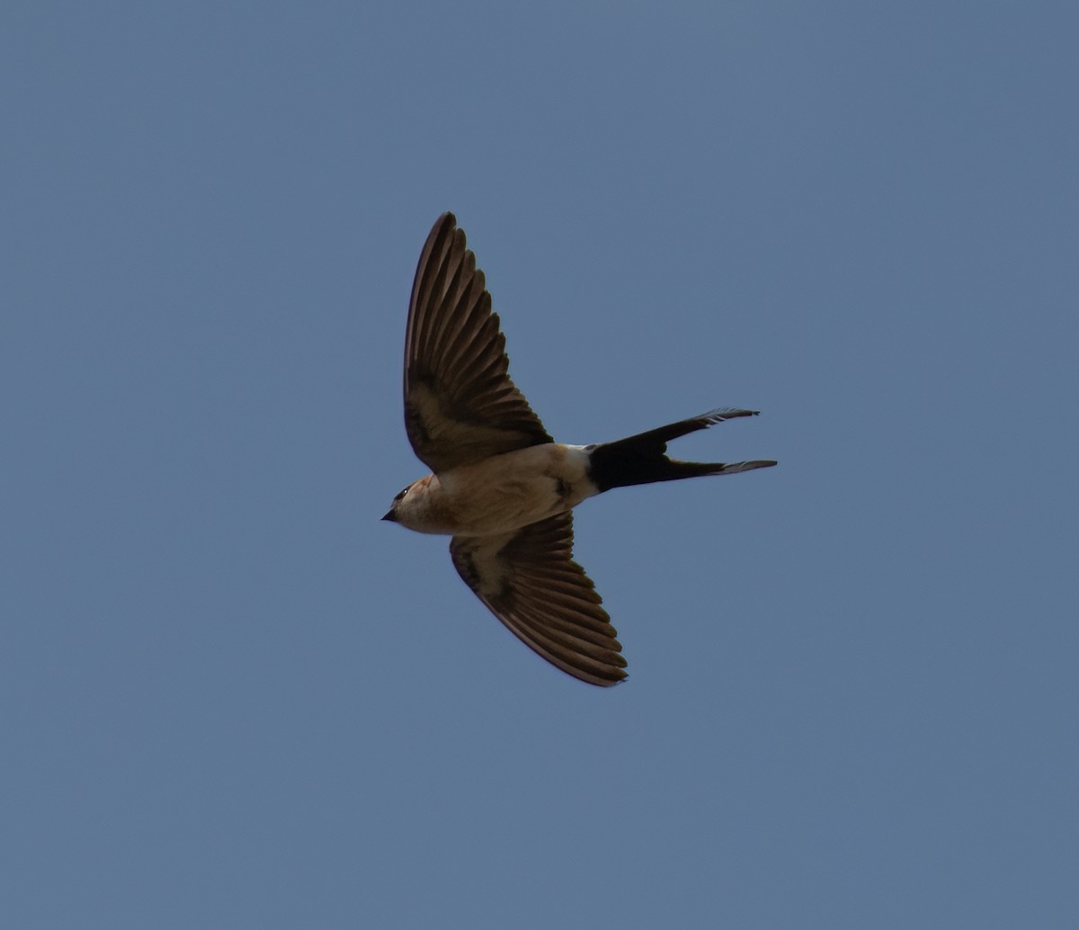 Red-rumped Swallow - ML591901451