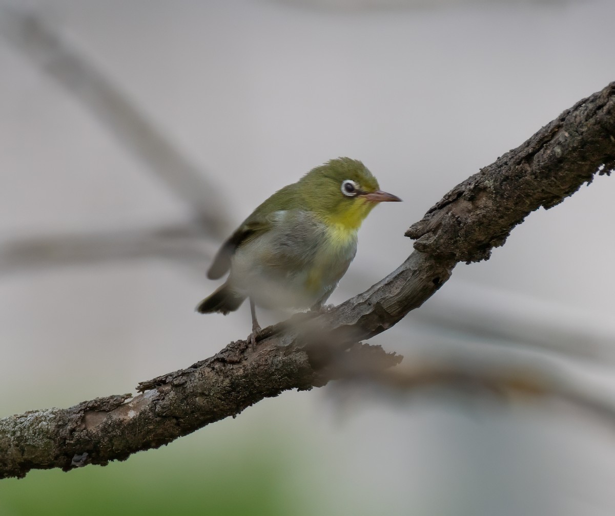 Abyssinian White-eye - ML591901701