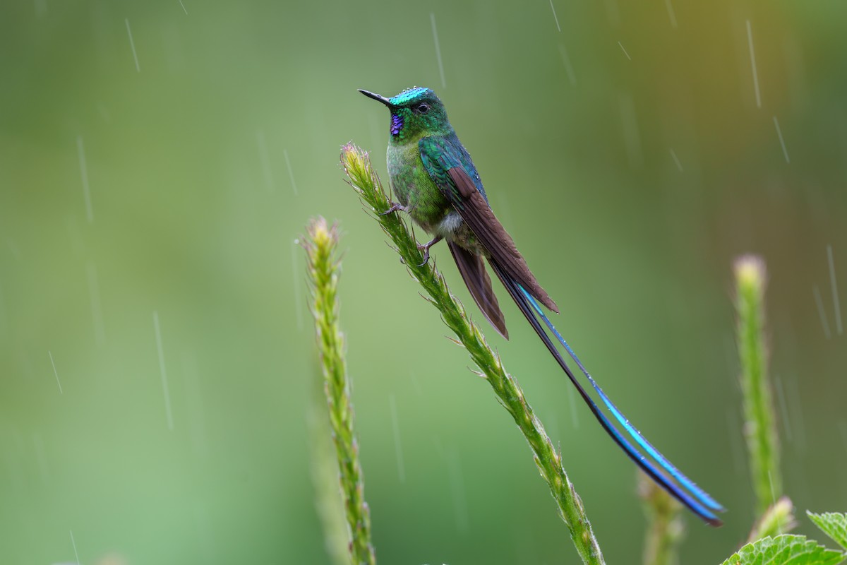 Long-tailed Sylph - ML591903411