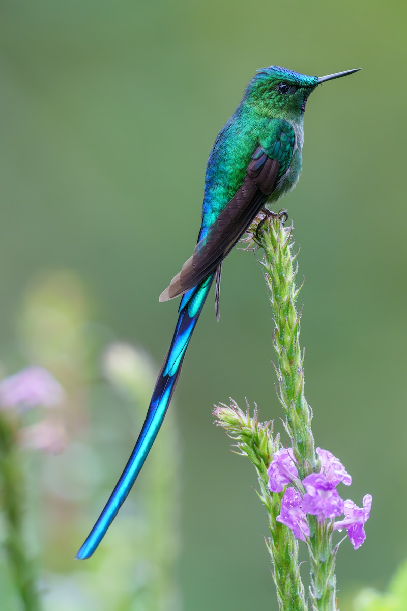 Long-tailed Sylph - ML591903431