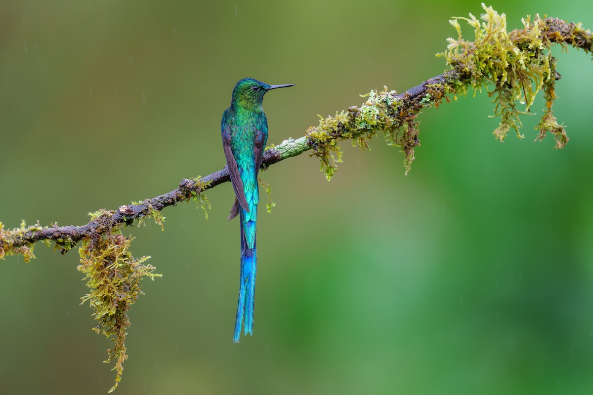 Long-tailed Sylph - ML591903441