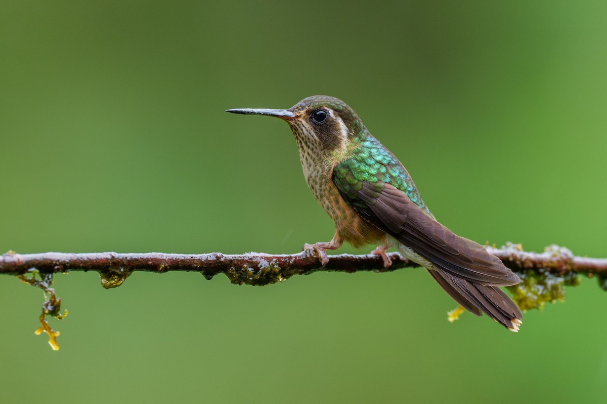Speckled Hummingbird - Jeff Hapeman