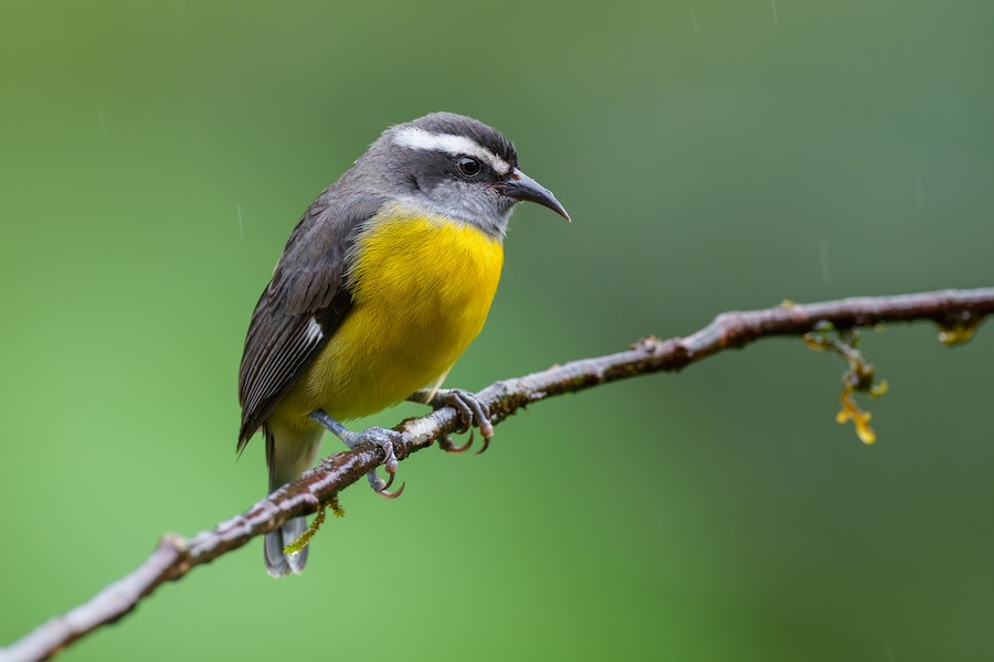 Bananaquit (Continental) - eBird