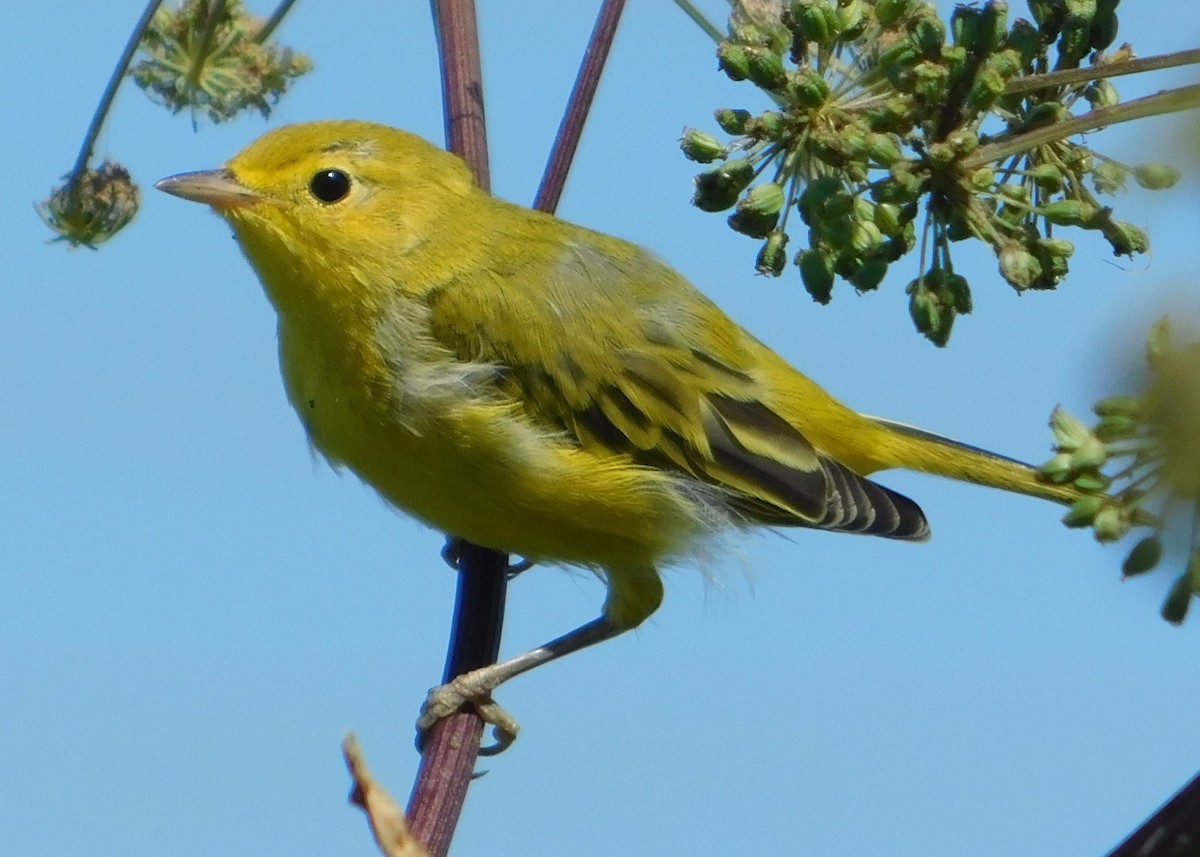Yellow Warbler - Don Nussbaum