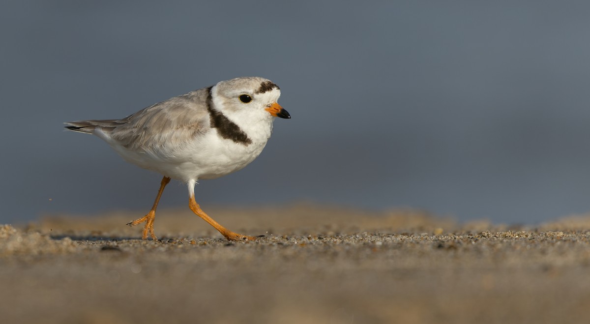 Piping Plover - ML591910051