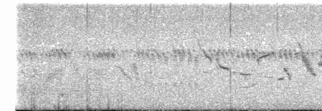 Plectrophane à ventre noir - ML591912621