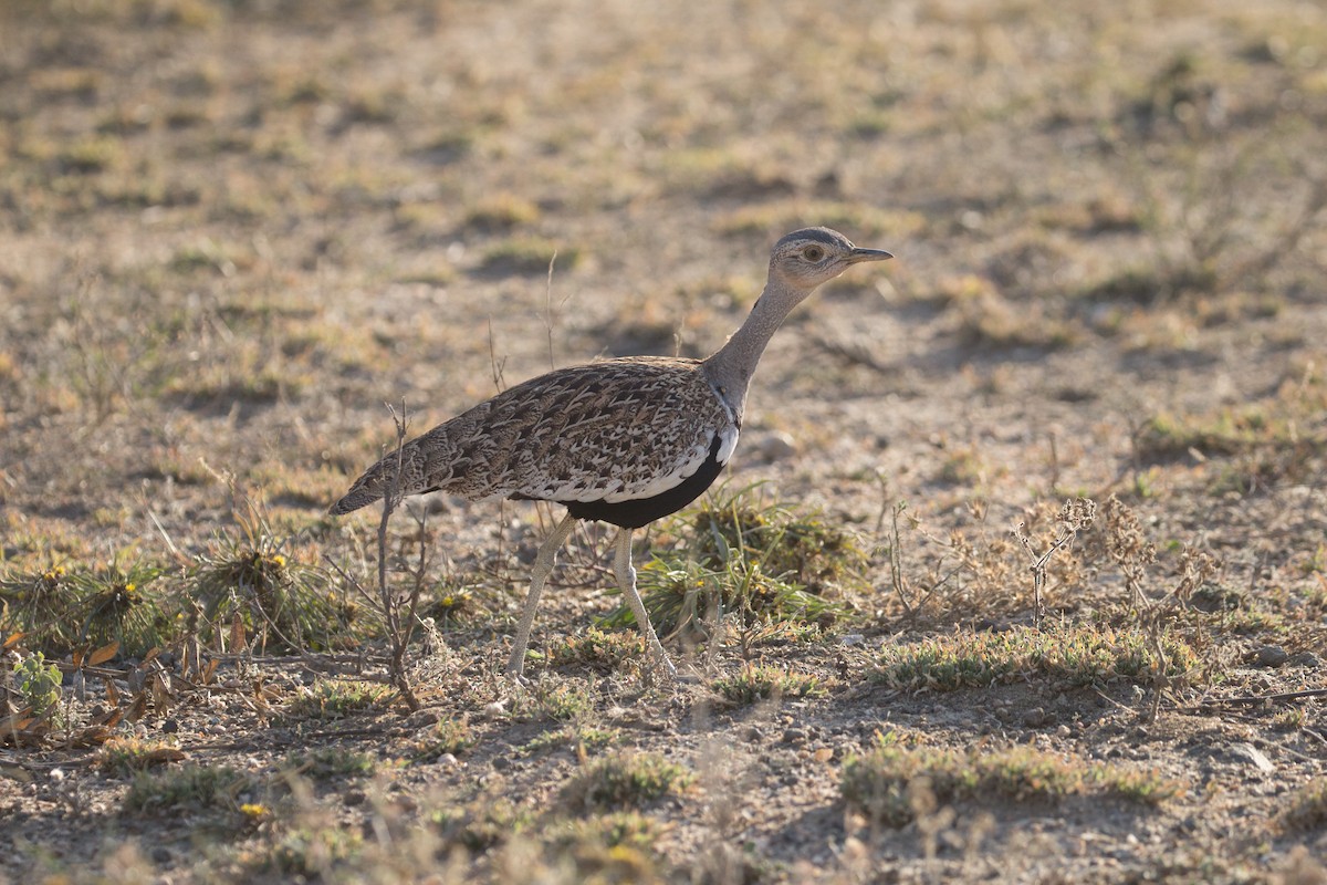 Red-crested Bustard - ML591912721