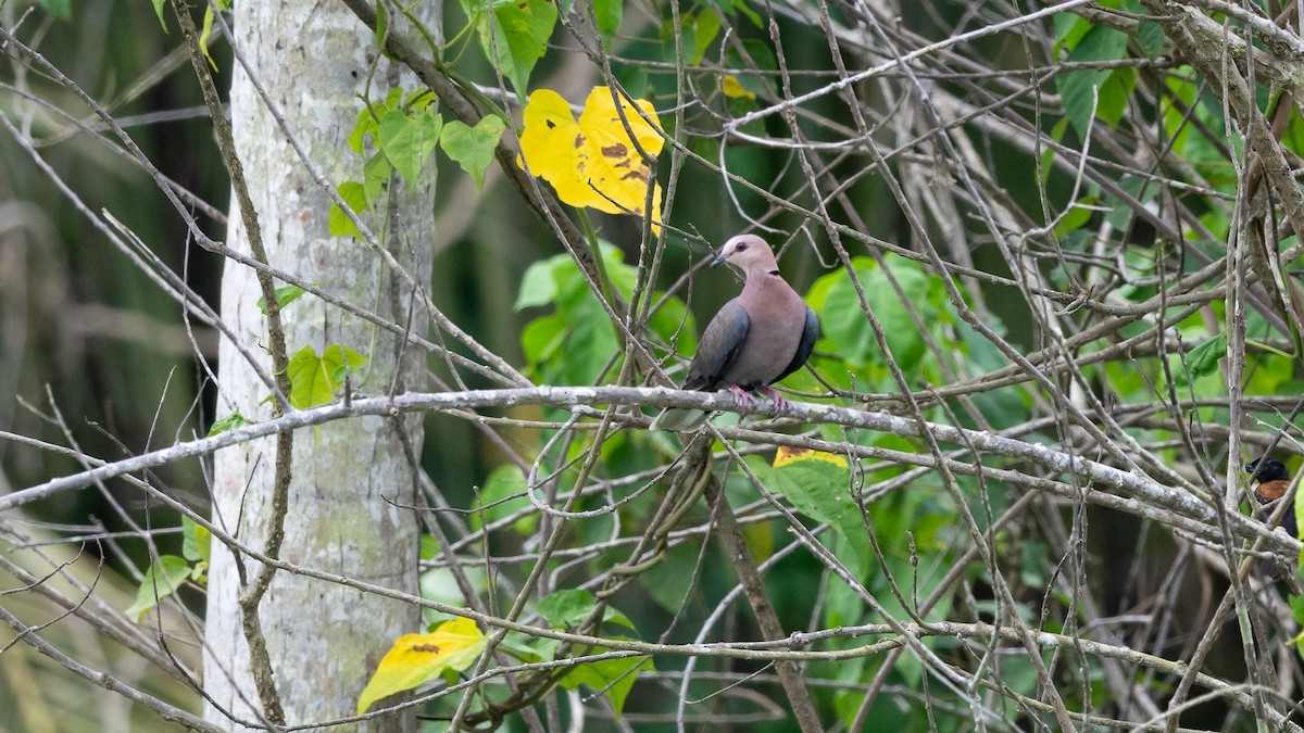 Red-eyed Dove - ML591917331