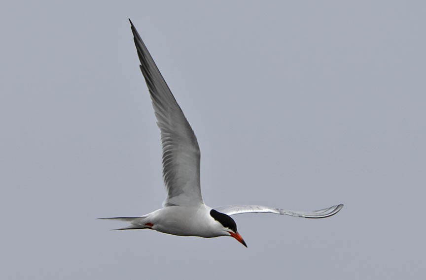 Common Tern - ML591923071