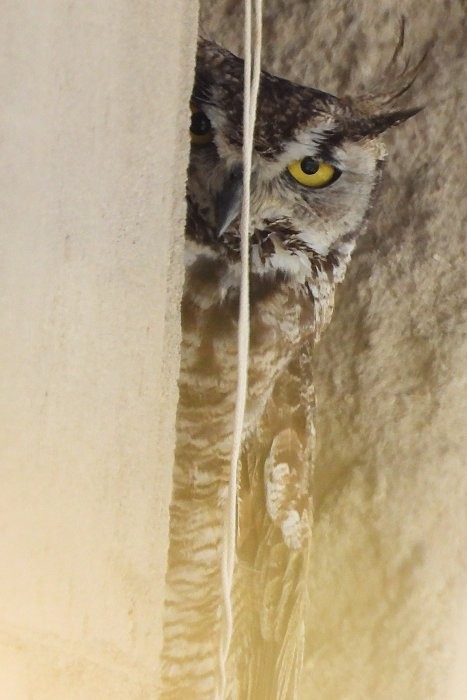 Great Horned Owl - ML591931111