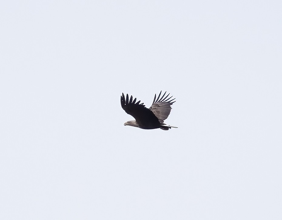 White-tailed Eagle - ML591933611