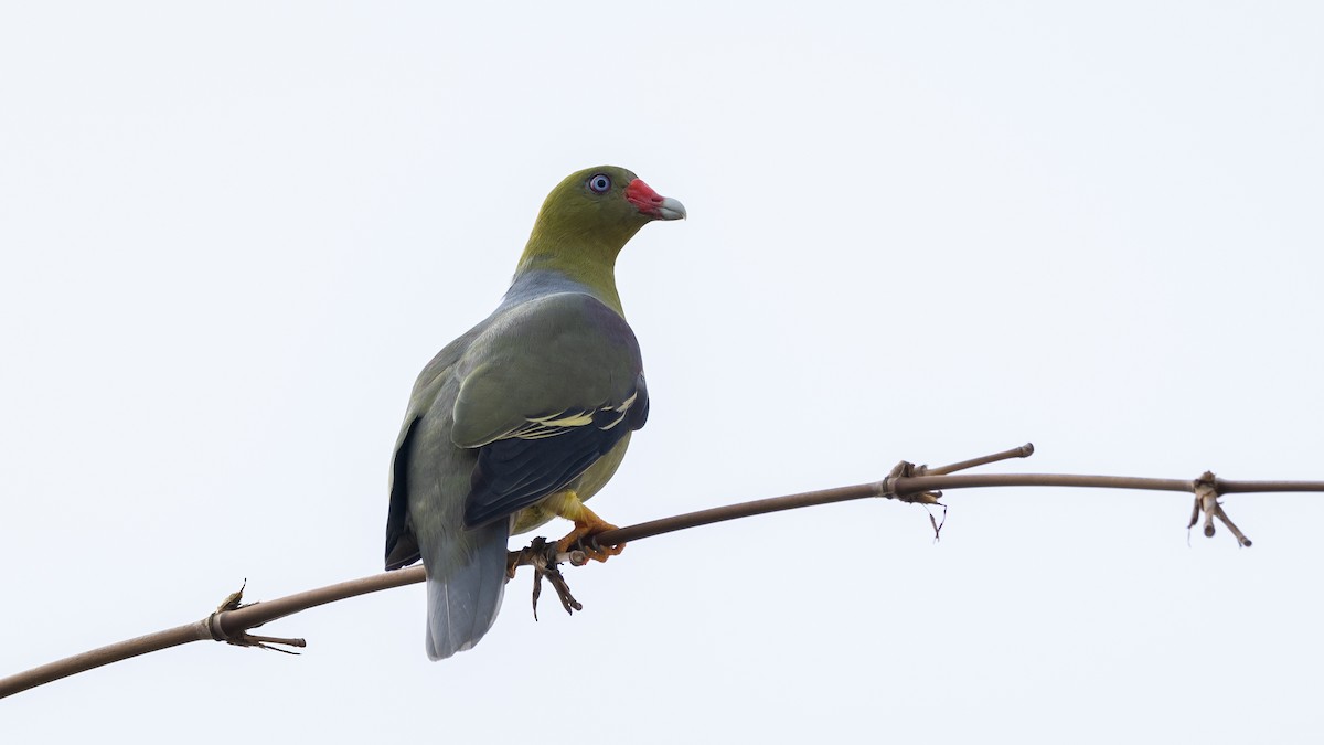 African Green-Pigeon - ML591934911
