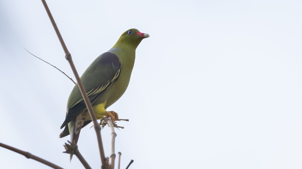 African Green-Pigeon - ML591934921