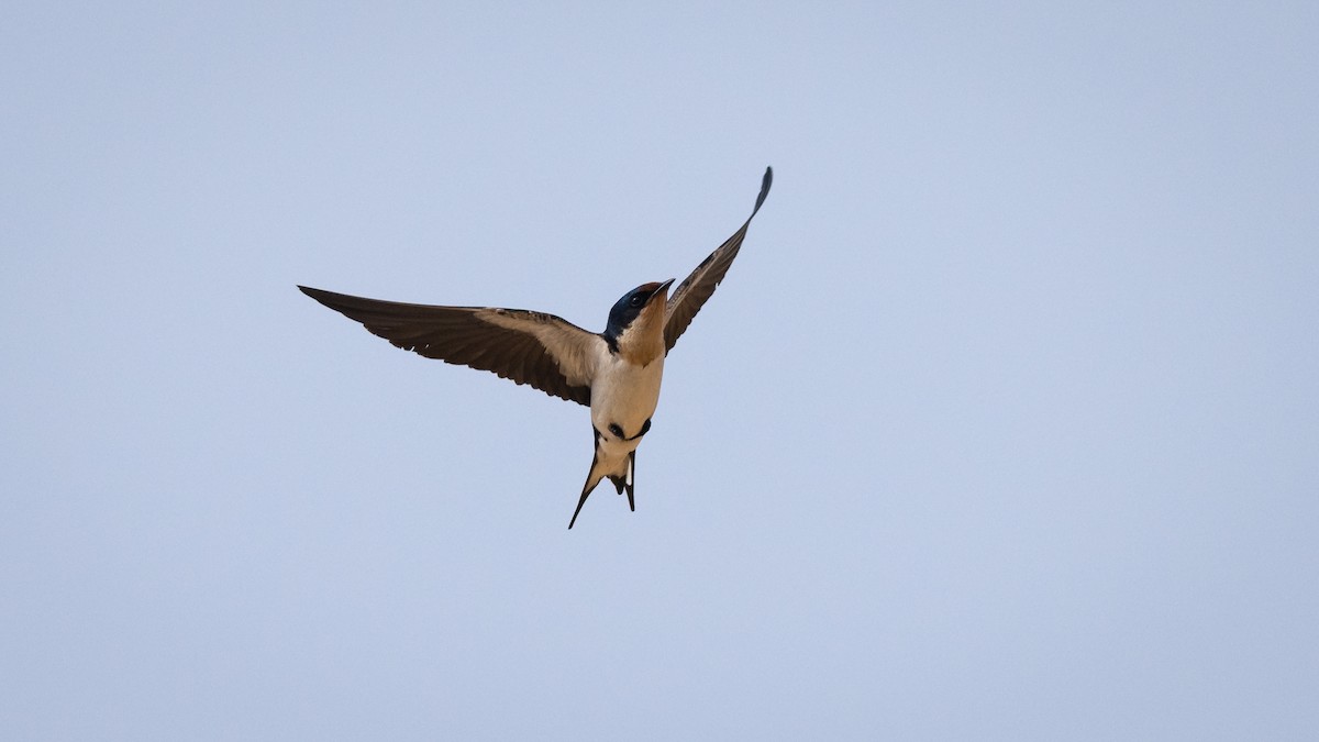 Ethiopian Swallow - ML591935771
