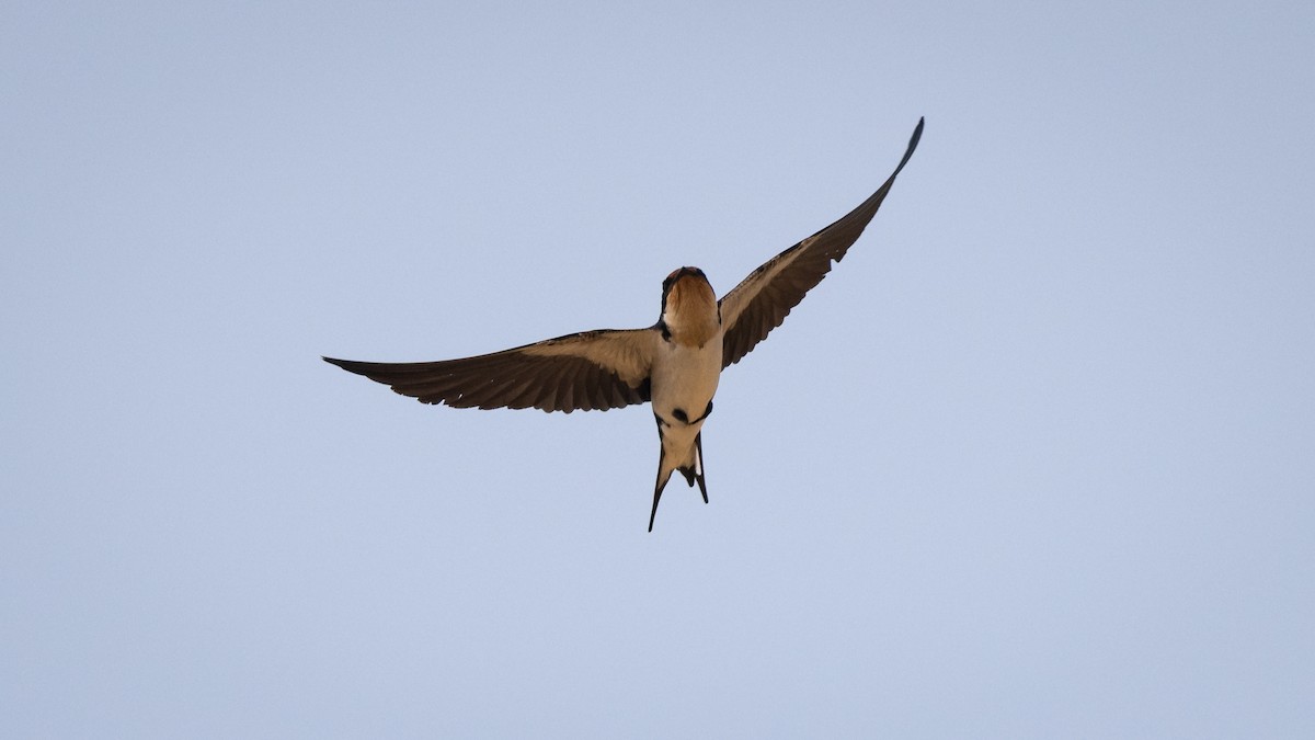Ethiopian Swallow - Mathurin Malby