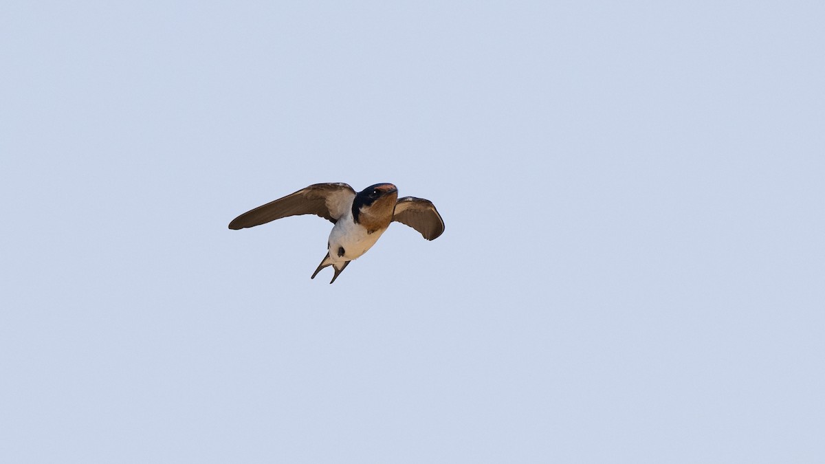 Ethiopian Swallow - ML591935941