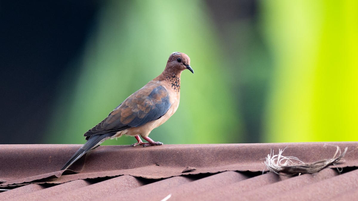 Laughing Dove - ML591936001