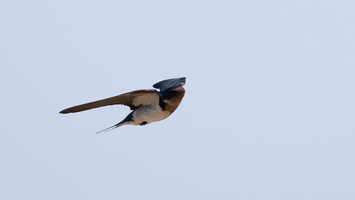 Ethiopian Swallow - Mathurin Malby