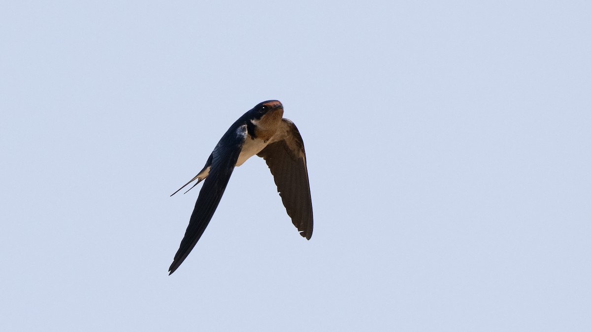 Ethiopian Swallow - ML591936101