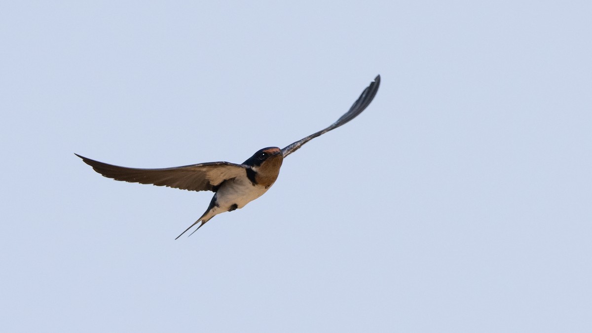 Ethiopian Swallow - ML591936111