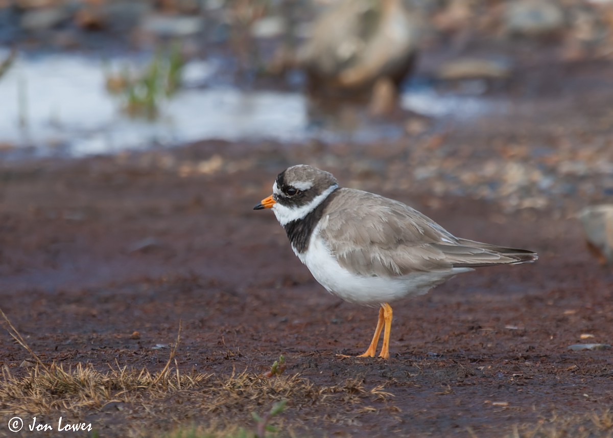 Common Ringed Plover - ML591937441