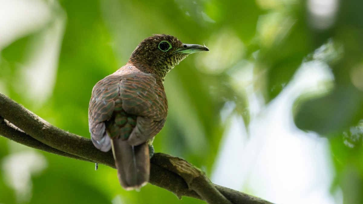 African Emerald Cuckoo - Mathurin Malby