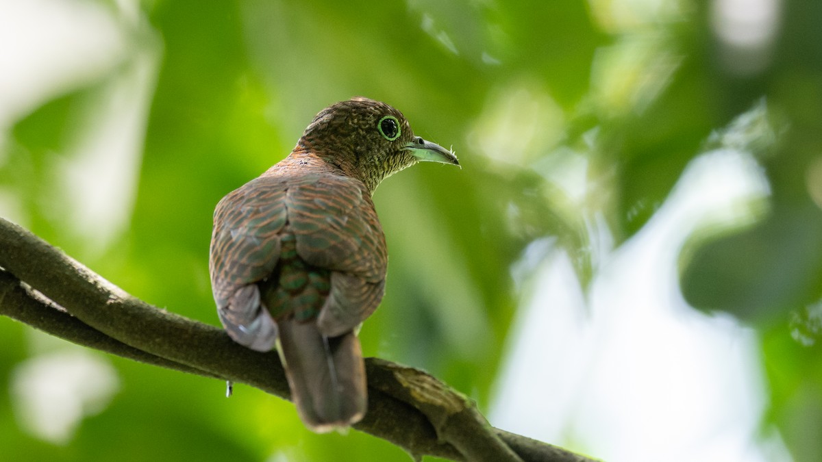 African Emerald Cuckoo - ML591938271