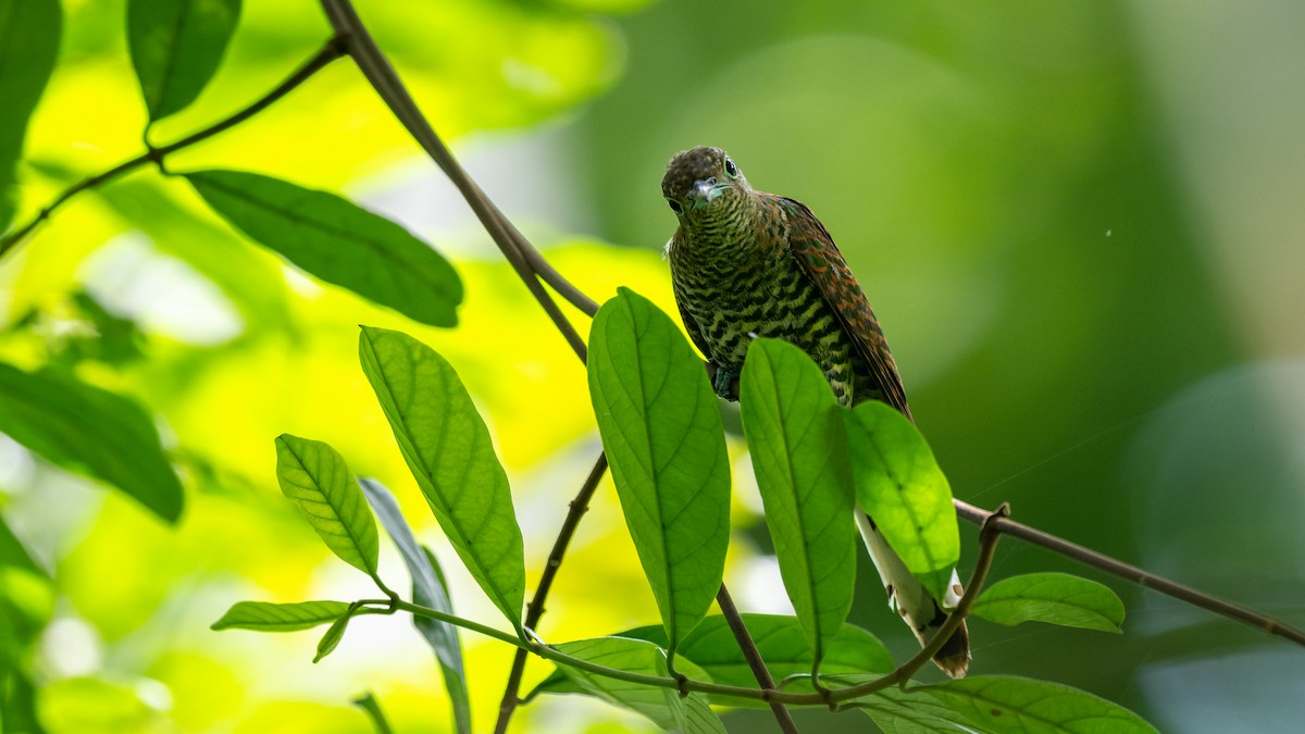 African Emerald Cuckoo - ML591938311