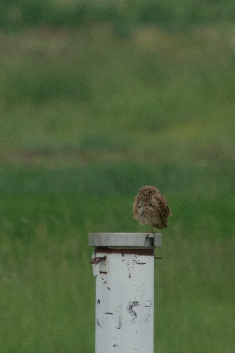 Burrowing Owl - ML591944441